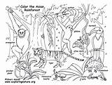 Rainforest Biomes Habitats Habitat Rainforests Exploringnature Ecosystem Sheets Pinu Zdroj Worksheets sketch template