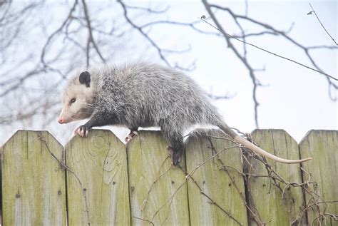 opossum sound  trutech wildlife service