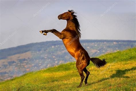 horse rearing  stock photo  callipsoart