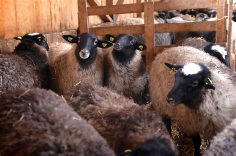 kako poceti sa ovcama sta je sve potrebno da znam farma tadici