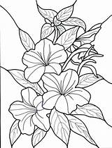 Bluebonnet Drawing Coloring Getdrawings Flower sketch template