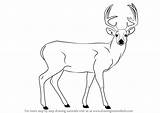 Deer Buck Drawing Draw Outline Animals Step Drawings Line Wild Animal Mule Cute Head Pencil Easy Sketches Getdrawings Tutorials Learn sketch template