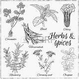 Erbe Spezie Metta Vector Coriander Herbs Caraway sketch template