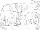 Coloring Afrique Coloring4free Elephants Olifant Dieren Schattige Primaire Kleurplaat Printen Afrikaanse Supercoloring Coloringbay sketch template