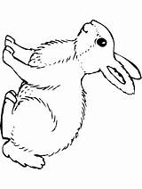 Rabbit Bunny Coloring Primarygames Spring Pages Printable Print Ebook Choose Board sketch template