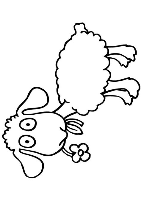 baby lamb coloring pages fasucsowy