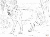Coloring Dingo Pages Drawing Printable sketch template