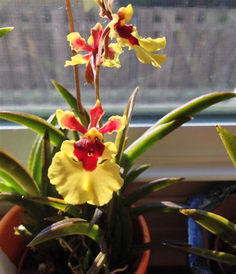 pin de  datthyn em orchids orquideas jardim especies