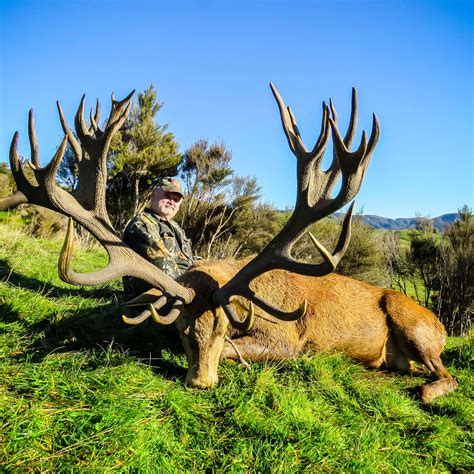 affordable red stag hunts  zealand red stag kaweka hunting