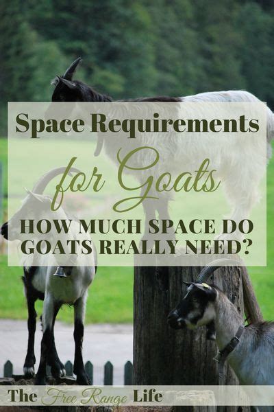space  goats   learn    space requirements  goats  give