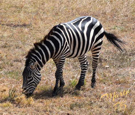 zebra eating grass  marta kazmierska zebra masai mara national