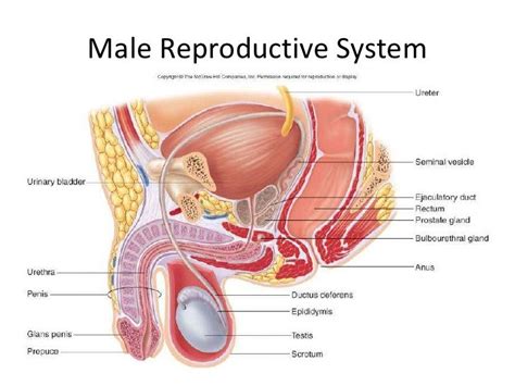 Male Reproductive System Reproductive System Human Body