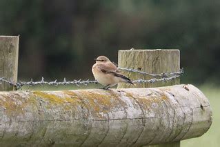 brown job possibly northern wheatear  pair   flickr
