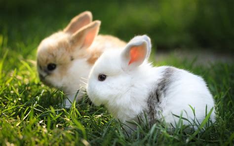 cute fluffy bunny wallpaper