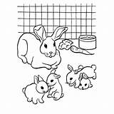 Konijn Konijnen Dieren Konijntjes Schattige Kleintjes Moeder Spelen Kijkt Toe Uitprinten Leukvoorkids Konijntje Jonge Downloaden Rabbit sketch template
