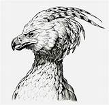 Fawkes Jerome Bird Fenix Phenix Pheonix Phönix Zeichnen Greif Wb Dumbledore Zeichnung Oiseau Phénix Drew Chamber Secrets Tatouage Fénix Patronus sketch template