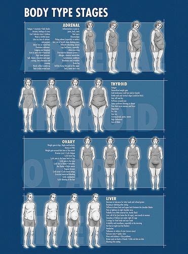 drbergbodytypestages body types health fitness body