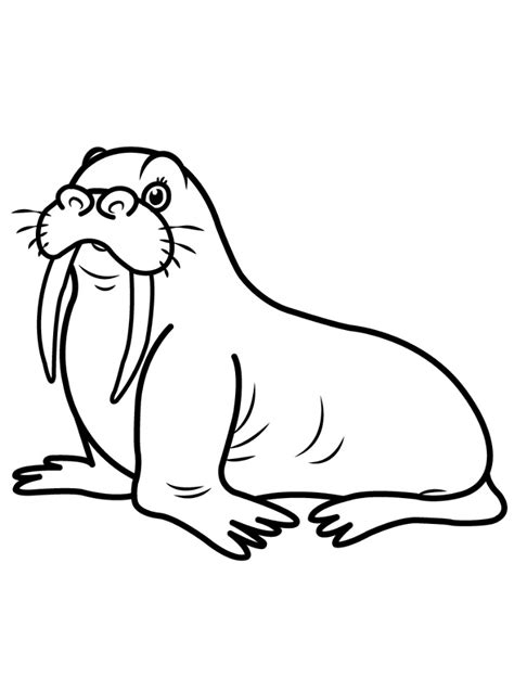 top  printable walrus coloring pages  coloring pages