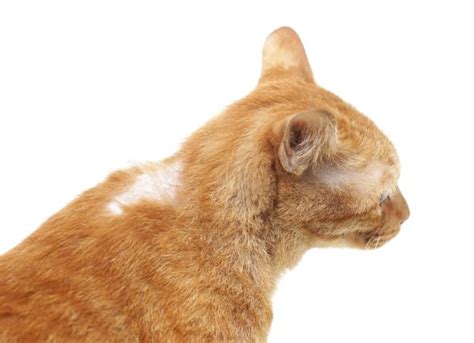 cat hair loss hair loss  cats    cat losing hair  diagnosis  treatment