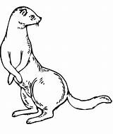Ferret Weasel Hurones Frettchen Stoat Hurón Verschiedene Weasels Huron Girando Cabeza Pie Furetto Designlooter Malvorlage 272px 19kb sketch template