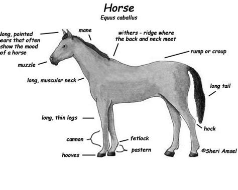horse exploring nature educational resource