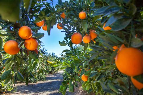 oranges   grow care   harvest oranges