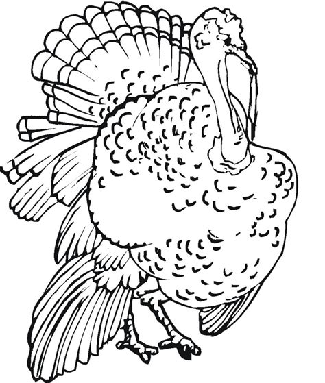 turkey coloring pages  kids picture animal place