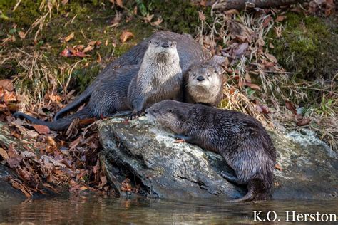 photo   week river otter family   smokies herston