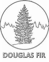 Douglas Fir Trees Coloring Designlooter 25kb 300px sketch template