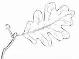 Leaf Oak Tree Coloring Draw Drawing Pages Drawings Step Printable Leaves Supercoloring Sketch Branches Contour Pa sketch template
