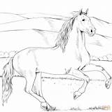Colorear Andalusian Heste Hest Tegninger Andaluz Pferde Ausmalen Caballo Supercoloring Lette sketch template