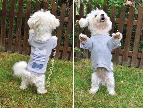 cutest paid  printable dog clothes patterns dog coat pattern