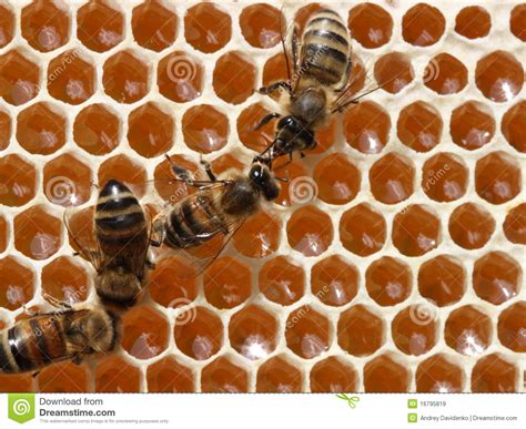 de bijen werken  de bijenkorf stock afbeelding image  insecten benen