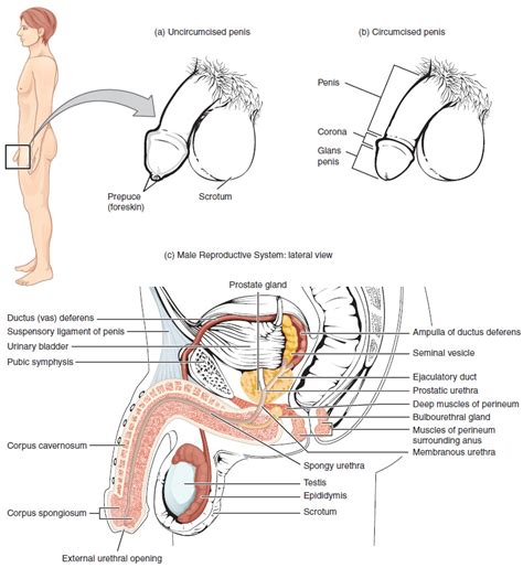 anatomy and function of the male urogenital system lecturio