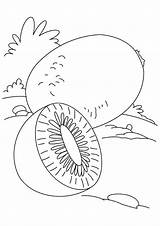Kiwi Ausmalbilder Fruits Potatoes sketch template