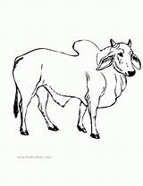 Bull Coloring Pages Ferdinand Clipart Brahman Color Cattle Library Cartoon Fun Popular sketch template