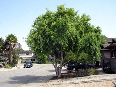 salix matsudana Верба Матсудана Розсадник декоративних рослин