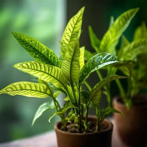 wondering jew plant complete guide  care tips urbanarm