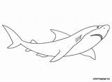 Shark Coloring Great Drawings Designlooter sketch template