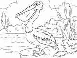 Pelican Coloringpages4u Bird sketch template