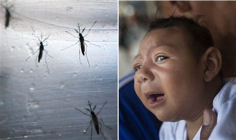 first outbreak of zika virus confirmed in the united states world