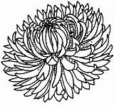 Chrysanthemum Coloring Pages sketch template