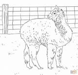 Alpaca Coloring Pages Alpacas Drawing Printable Looks Back Crafts Template Getdrawings sketch template