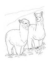 Coloring Alpaca Pages Alpacas Hairy Two sketch template