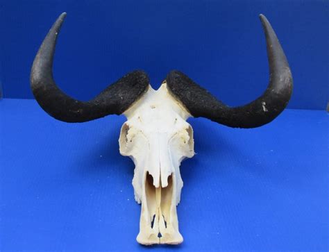 black wildebeest skulls  africa