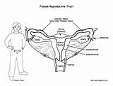 Reproductive Exploringnature Reproduction Organs Socratic Educative sketch template