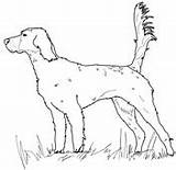 English Setter Coloring Mastiff Pages sketch template