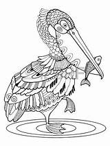 Pelican Coloring Island Designlooter Vector Bird Illustration Book sketch template