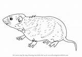 Vole Meadow Draw Drawing Step Rodents Tutorials sketch template