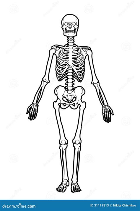 esqueleto humano fotos de archivo imagen